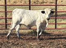 Grand izm x HL Fired Up