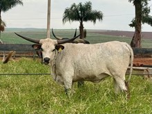 GRAND LAGHERTA