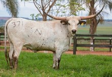 GRAND LAGHERTA 🇧🇷