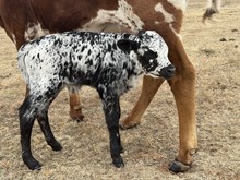 bull calf