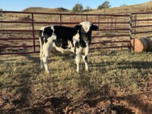 RRJS X RICE RANCH POLLY