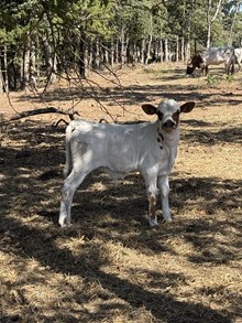 Cherry/FU Bull 25