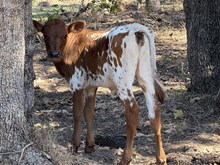 Sissy/FU Heifer 25