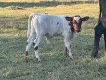 Beauty/FU Bull 25