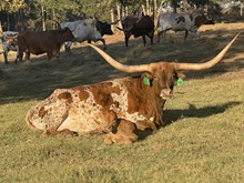 Pearl/FU Bull 25