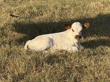 Ellie/FU Bull 25