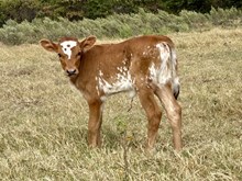 Delta heifer 25