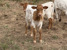 Holly/FU Bull 25
