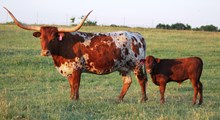 2017 Umbra Bull Calf
