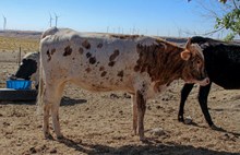 Ragnar's Fancy Astrid