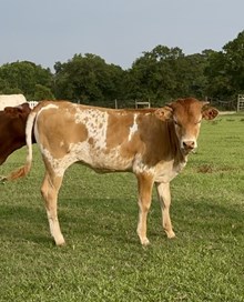 TS Cowgirls Dream