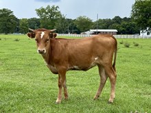 TS Lucy Goose