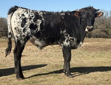 LRR Amps Last Hurrah