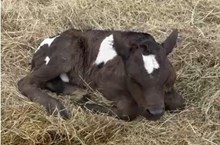 J7 FERDINANDO 🇺🇸