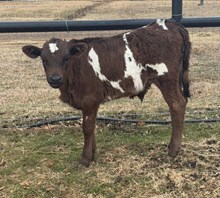 J7 FERDINANDO 🇺🇸