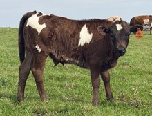 J7 FERDINANDO 🇺🇸