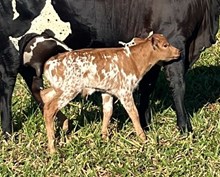 J7 MIKE AMP 🇧🇷