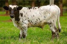 J7 NUMBER ONE 🇧🇷