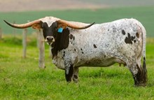 MAJESTIC MORNING 336 🇧🇷