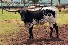 RAGNARS BLACK VELVET 🇧🇷