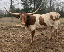 One Chance Fancy 615