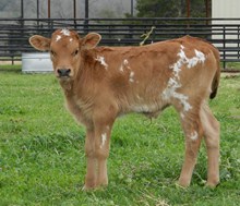 VICTORY LAP X MOLLY SUE BULL CALF