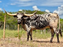 Glitz and Glamour DSM