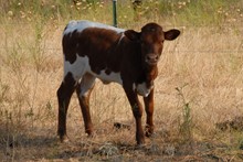 Ragnar Heifer Calf